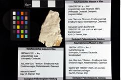 Foto (Objket + Etiketten) von Culmenformosa sp. 